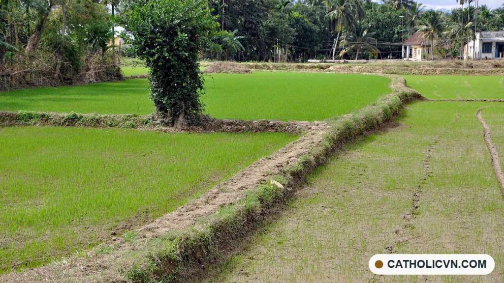 Bữa cơm, cơn lũ và cây xanh: sống bác ái theo Sứ điệp Ngày Lương thực của Đức Lêô XIV